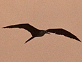 Magnificent Frigatebird