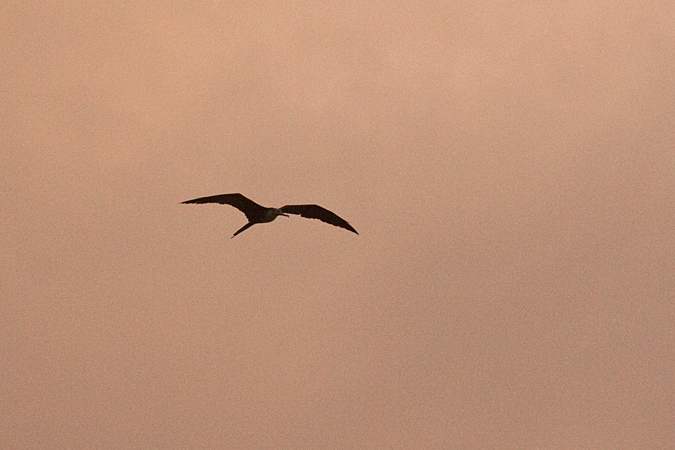 Magnificent Frigatebird, Playa Azul, Rio Tarcoles Area, Costa Rica by Richard L. Becker