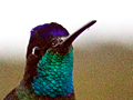 Magnificent Hummingbird