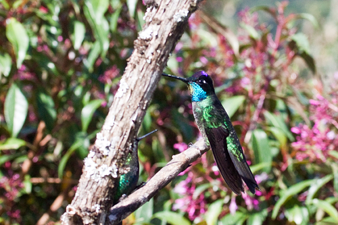 Magnificent Hummingbird, Paraiso del Quetzal, Costa Rica by Richard L. Becker