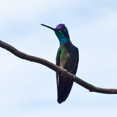 Magnificent Hummingbird, Paraiso del Quetzal, Costa Rica by Richard L. Becker