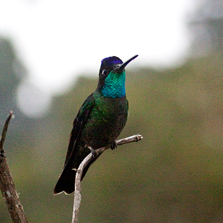 Magnificent Hummingbird, Paraiso del Quetzal, Costa Rica by Richard L. Becker