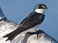 Mangrove Swallow, Costa Rica