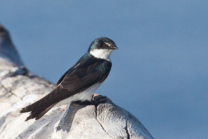 Mangrove Swallow, La Ensenada, Costa Rica