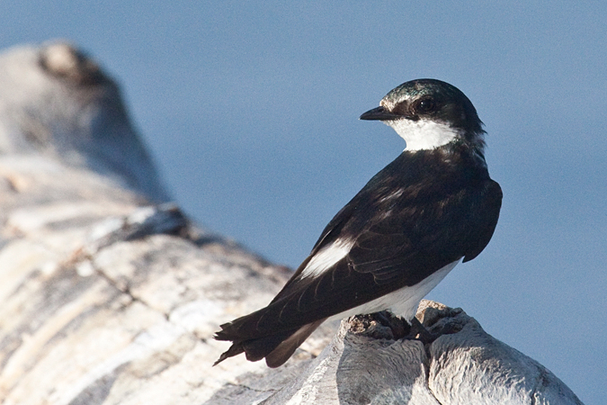 Mangrove Swallow, La Ensenada, Costa Rica