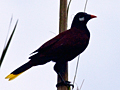 Montezuma Oropendola