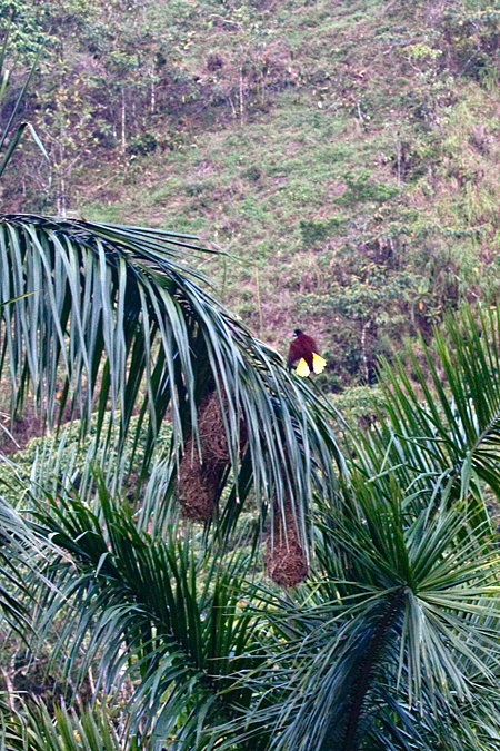 Montezuma Oropendola and Nest, Kiri Mountain Lodge, Costa Rica by Richard L. Becker