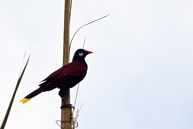 Montezuma Oropendola, Kiri Mountain Lodge, Costa Rica by Richard L. Becker