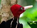 Pale-billed Woodpecker