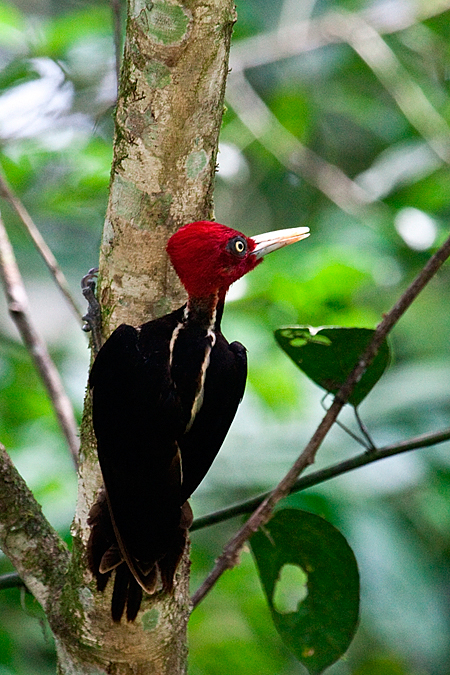 Pale-billed Woodpecker, La Selva Biological Station, Costa Rica by Richard L. Becker