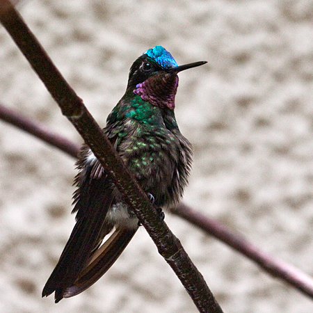 Male Purple-throated Mountain-gem, Monteverde, Costa Rica by Richard L. Becker