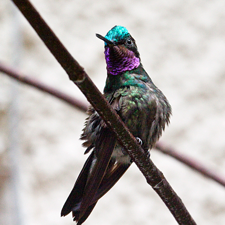 Male Purple-throated Mountain-gem, Monteverde, Costa Rica by Richard L. Becker