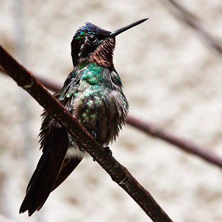 Male Purple-throated Mountain-gem, Monteverde, Costa Rica by Richard L. Becker