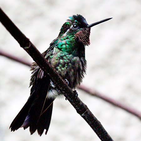 Male Purple-throated Mountain-gem, Monteverde, Costa Rica by Richard L. Becker