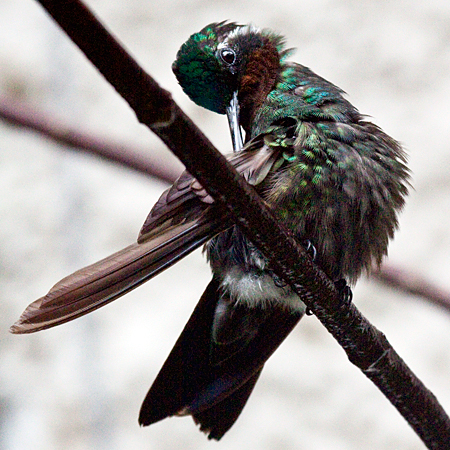 Male Purple-throated Mountain-gem, Monteverde, Costa Rica by Richard L. Becker