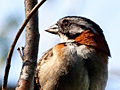 Rufous-collared Sparrow