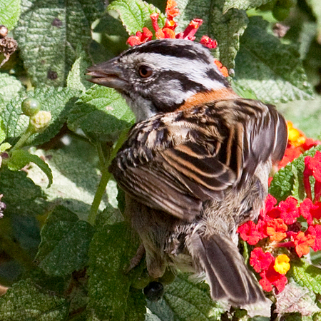 Rufous-collared Sparrow, Hotel Bougainvillea, Santo Domingo, Costa Rica by Richard L. Becker