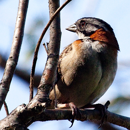 Rufous-collared Sparrow, Hotel Bougainvillea, Santo Domingo, Costa Rica by Richard L. Becker