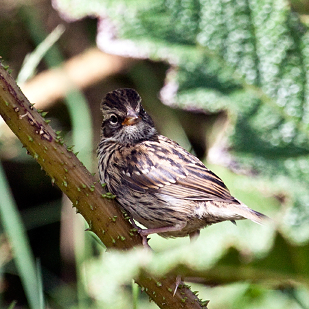 Juvenile Rufous-collared Sparrow, Paraiso del Quetzal, Costa Rica by Richard L. Becker