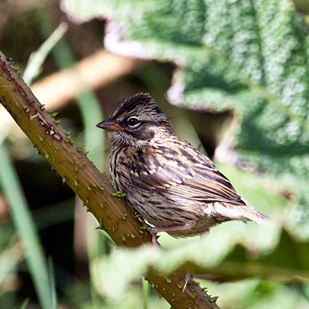 Juvenile Rufous-collared Sparrow, Paraiso del Quetzal, Costa Rica by Richard L. Becker