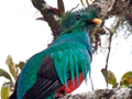 Resplendent Quetzal