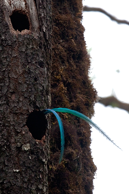 Resplendent Quetzal, San Gerardo de Dota, Savegre Valley, Costa Rica by Richard L. Becker