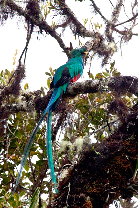 Resplendent Quetzal, Paraiso del Quetzal, Costa Rica by Richard L. Becker