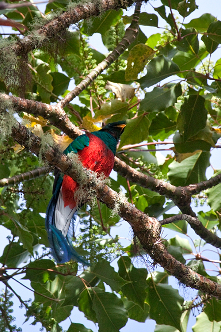 Resplendent Quetzal, Paraiso del Quetzal, Costa Rica by Richard L. Becker