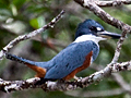 Ringed Kingfisher