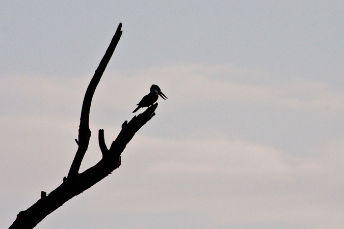 Ringed Kingfisher, Parrita, Costa Rica by Richard L. Becker