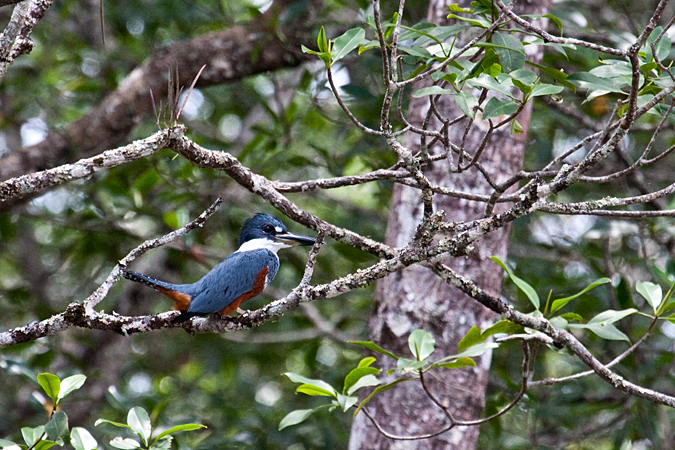 Female Ringed Kingfisher, On the Rio Tarcoles, Costa Rica by Richard L. Becker