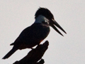 Ringed Kingfisher