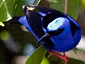 Red-legged Honeycreeper