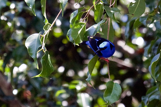 Red-legged Honeycreeper, Talari Mountain Lodge, San Isidro el General, Costa Rica by Richard L. Becker