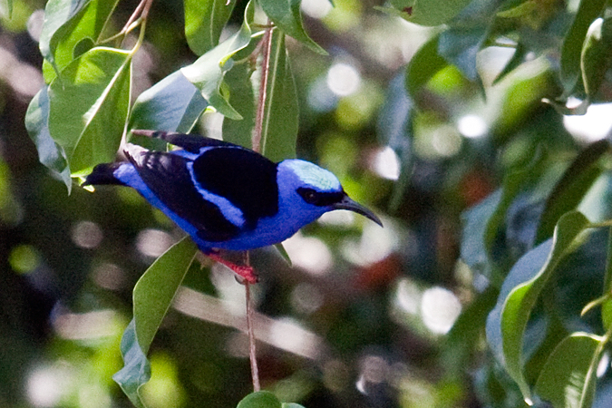 Red-legged Honeycreeper, Talari Mountain Lodge, San Isidro el General, Costa Rica by Richard L. Becker