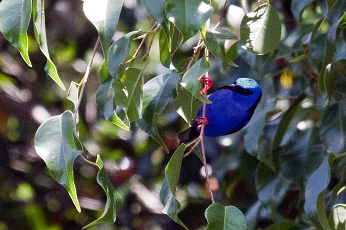 Red-legged Honeycreeper, Talari Mountain Lodge, San Isidro el General, Costa Rica by Richard L. Becker