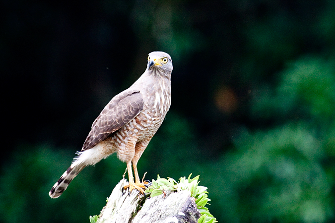 Roadside Hawk, Sarapiqui, Costa Rica by Richard L. Becker