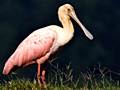 Roseate Spoonbill