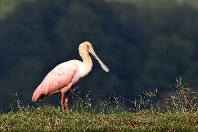 Roseate Spoonbill, Rio Parrita near the Pacific Ocean, Costa Rica by Richard L. Becker