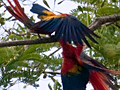 Scarlet Macaw