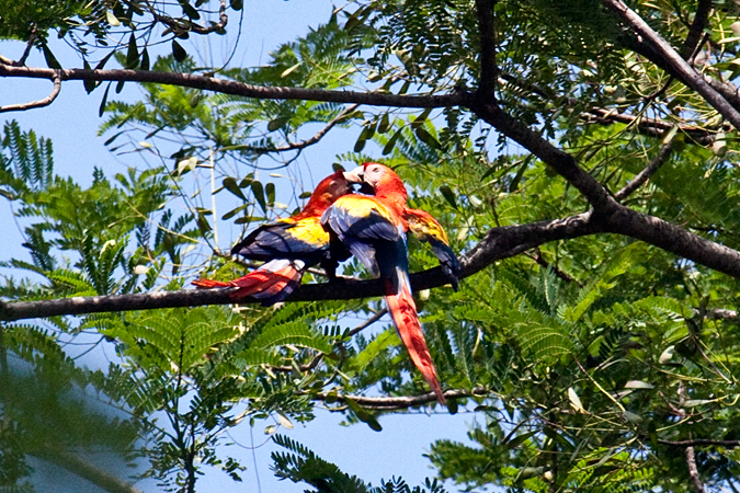 Mating Scarlet Macaws, Waterfalls Road near Villa Lapas, Costa Rica by Richard L. Becker