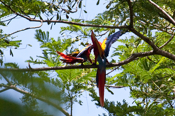 Mating Scarlet Macaws, Waterfalls Road near Villa Lapas, Costa Rica by Richard L. Becker