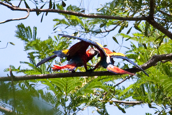 Mating Scarlet Macaws, Waterfalls Road near Villa Lapas, Costa Rica by Richard L. Becker