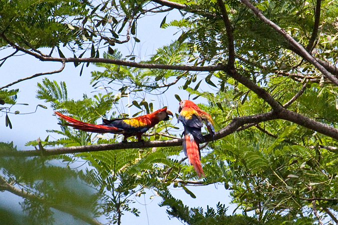 Mating Scarlet Macaws, Waterfalls Road near Villa Lapas, Costa Rica by Richard L. Becker