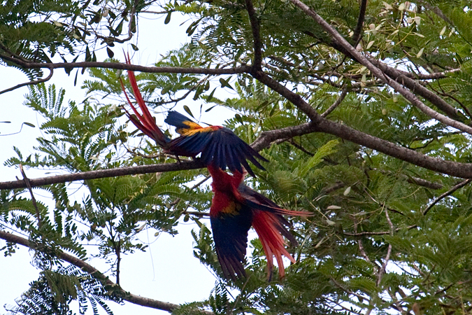 Mating Scarlet Macaws, Waterfalls Road near Villa Lapas, Costa Rica by Richard L. Becker