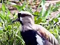 Southern Lapwing