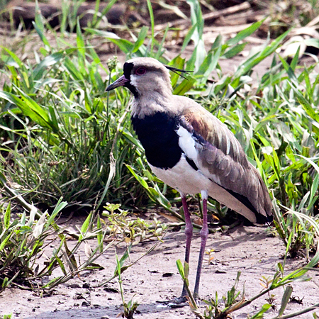 Southern Lapwing, On the Rio Tarcoles, Costa Rica by Richard L. Becker