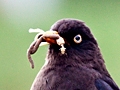 Sooty Thrush