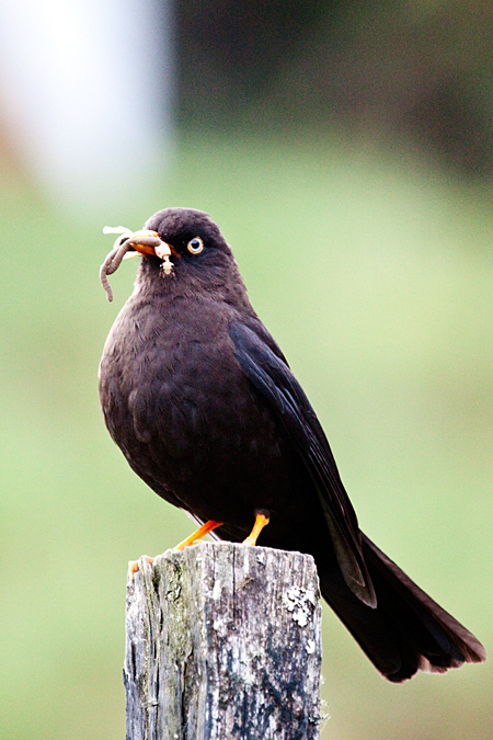 Sooty Thrush, Paraiso del Quetzal, Costa Rica by Richard L. Becker