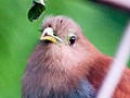 Squirrel Cuckoo